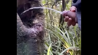 Tree holes are natural Urinal