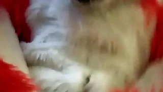 Ramming annihilate affect Fox